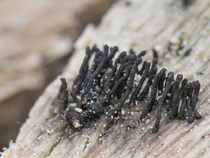 Ceratostomella rostrata